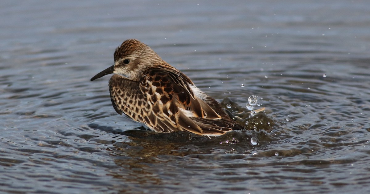 Least Sandpiper - Sara Eisenhauer