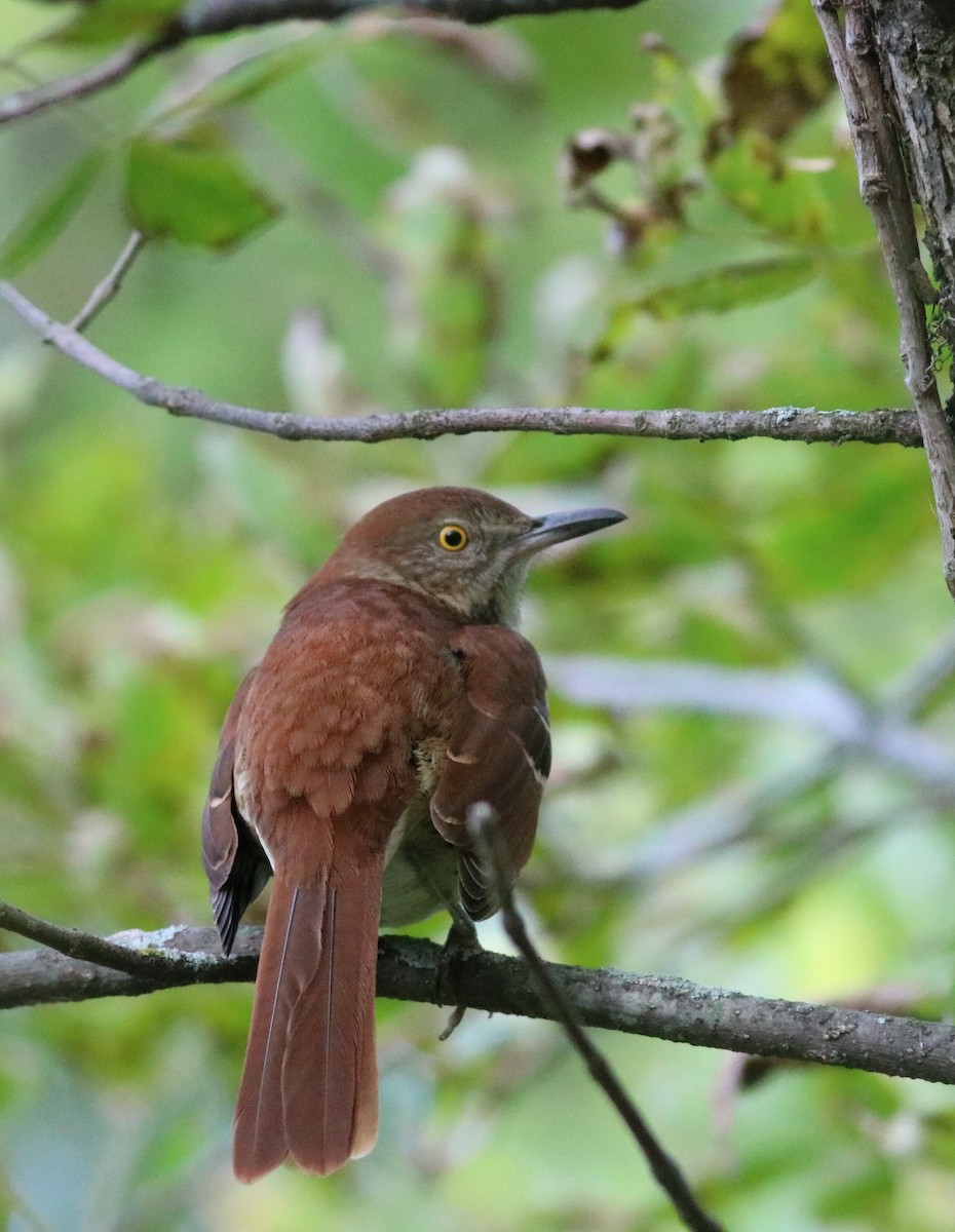 Brown Thrasher - Sara Eisenhauer