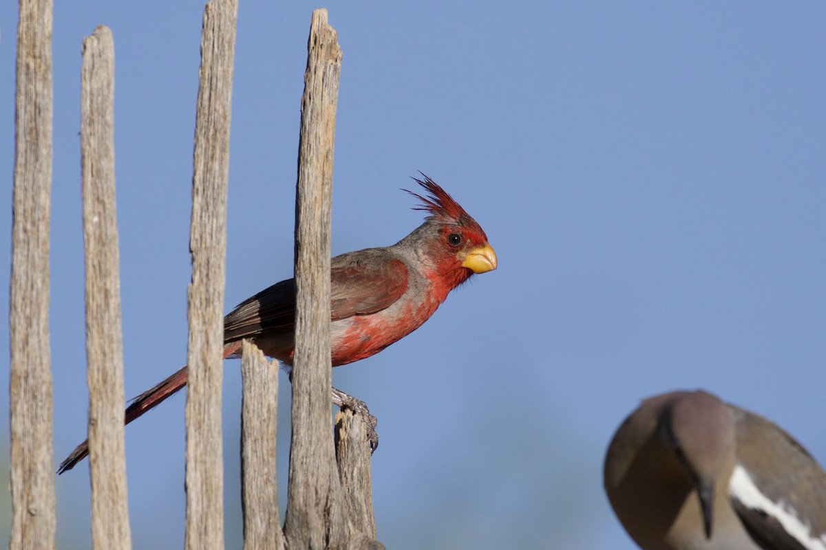 Pyrrhuloxia - ML116280541