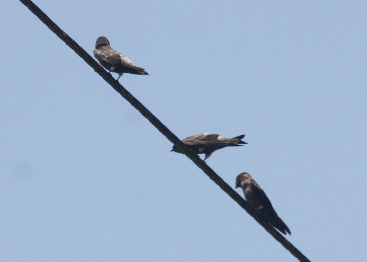 White-thighed Swallow - Paul Oehrlein