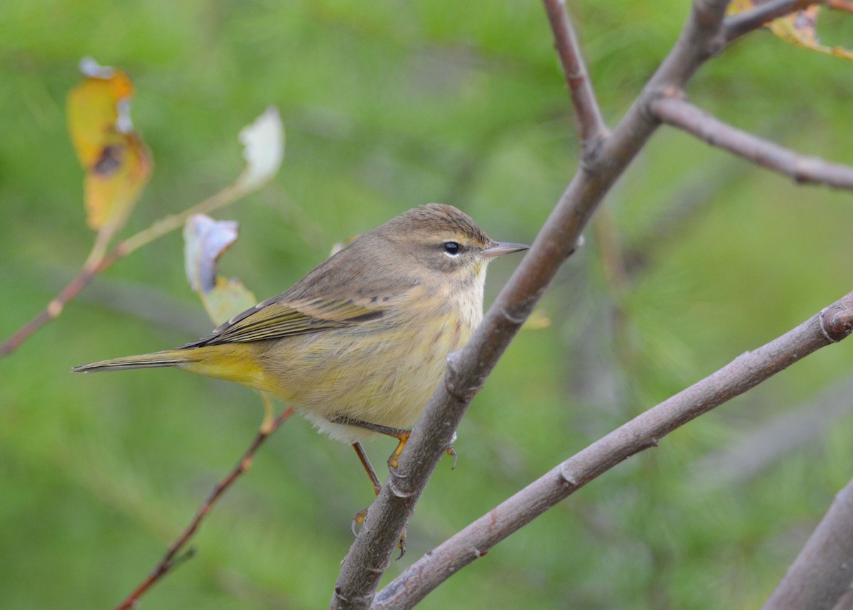 Palm Warbler - François Hamel