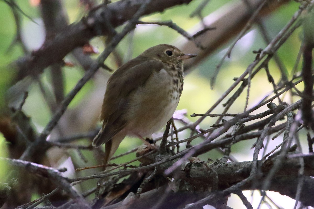 Grive à dos olive - ML116282181