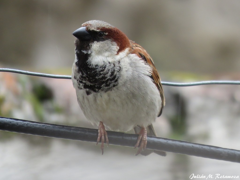 House Sparrow - ML116284231