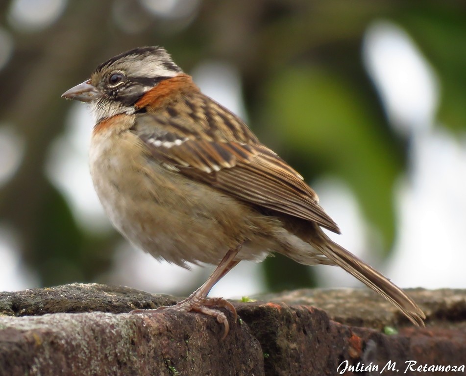 Rufous-collared Sparrow - ML116284701