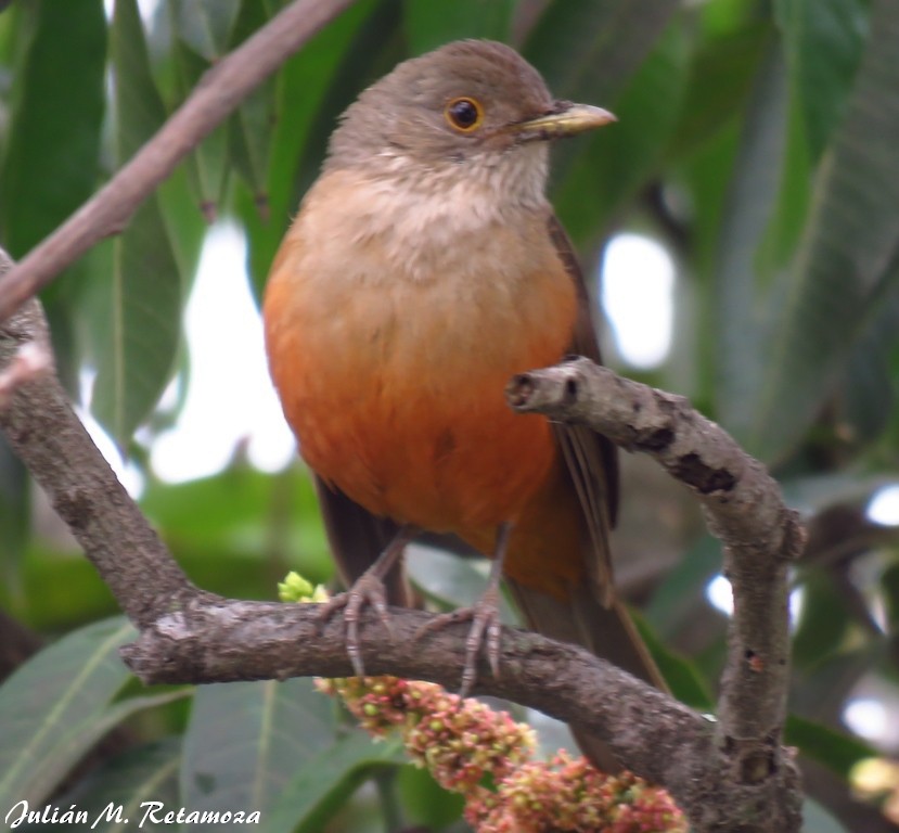 Rufous-bellied Thrush - ML116285181