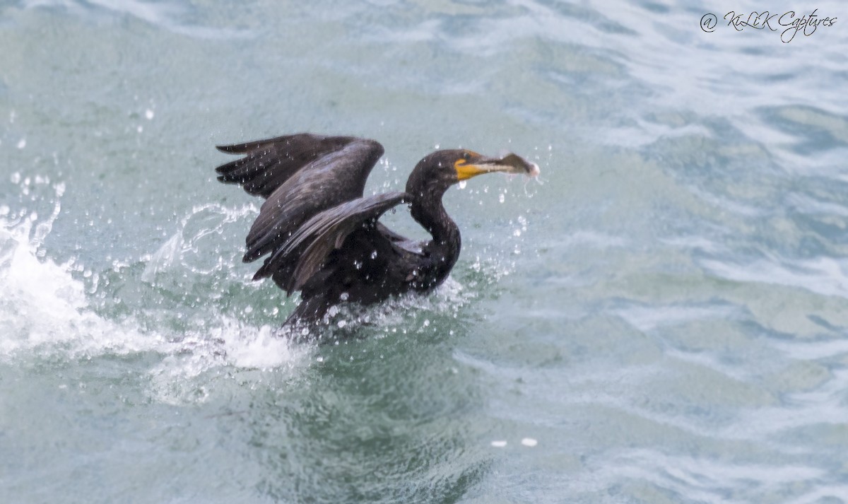 Double-crested Cormorant - ML116286651