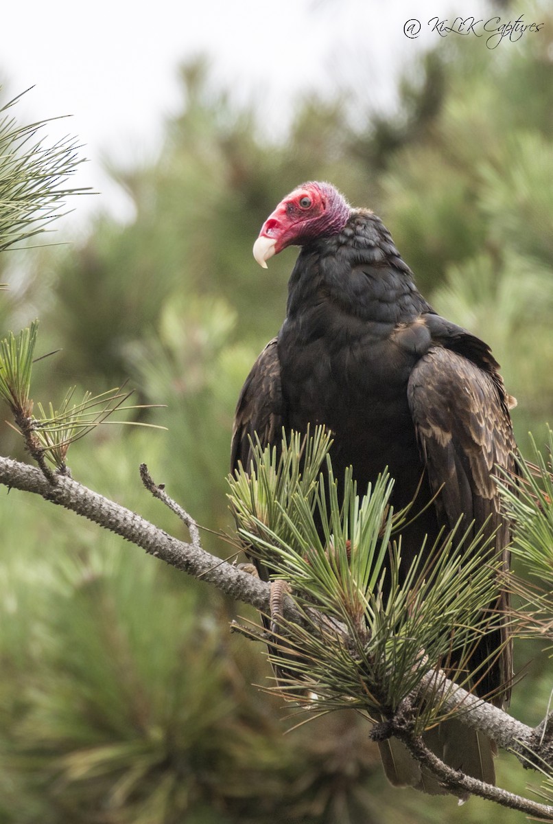 Turkey Vulture - ML116286931