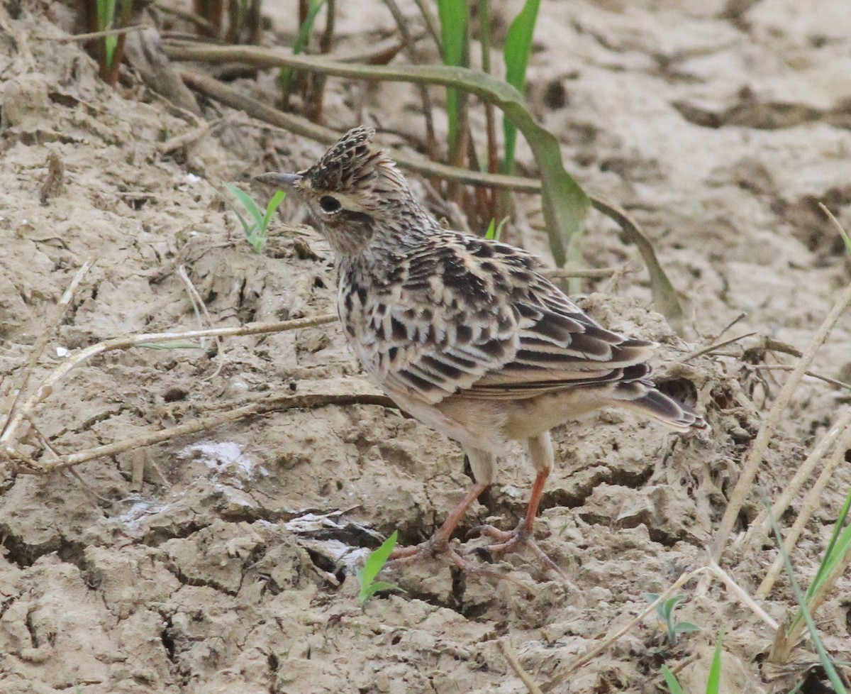 Oriental Skylark - ML116287751