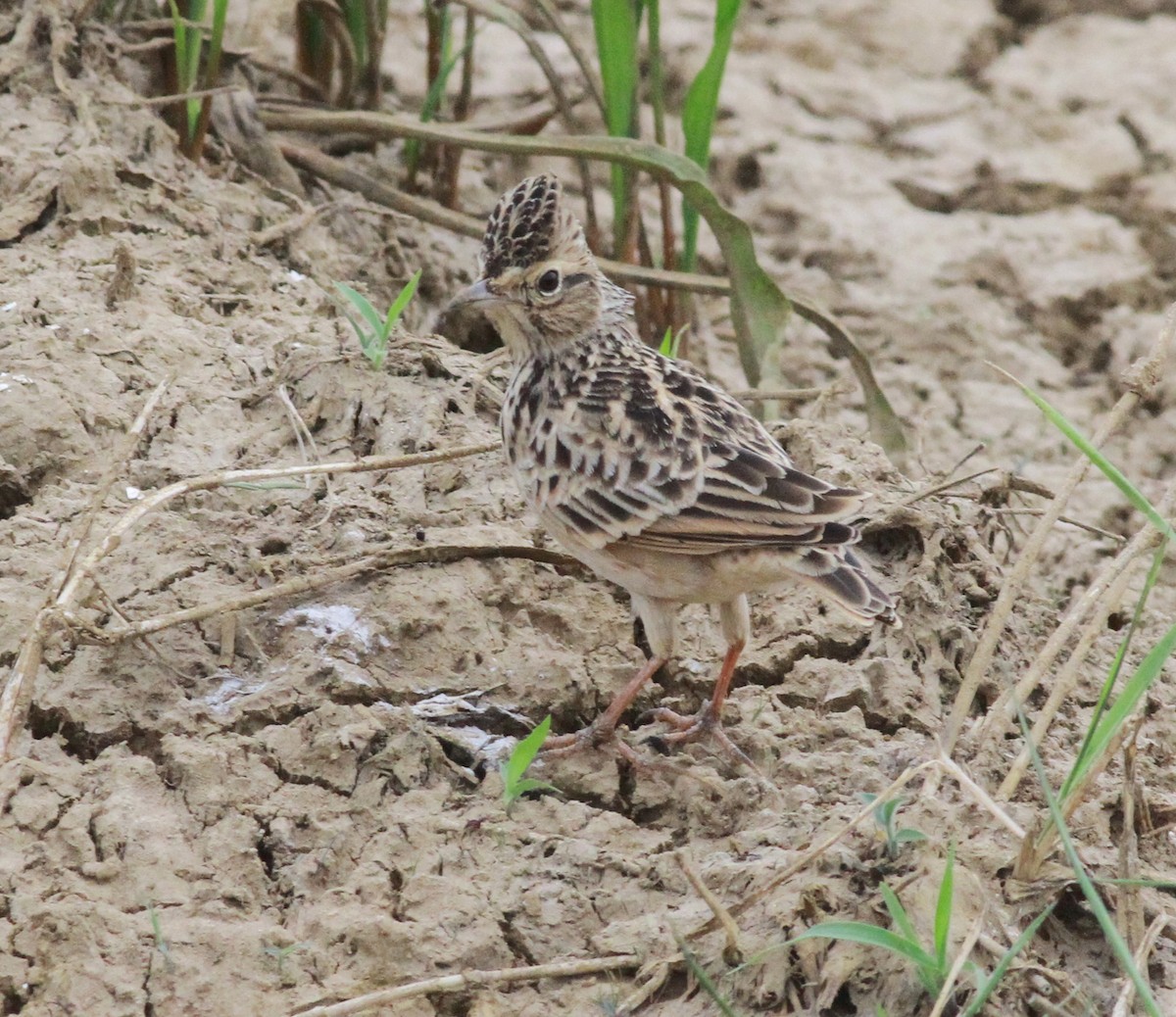 Oriental Skylark - ML116287761