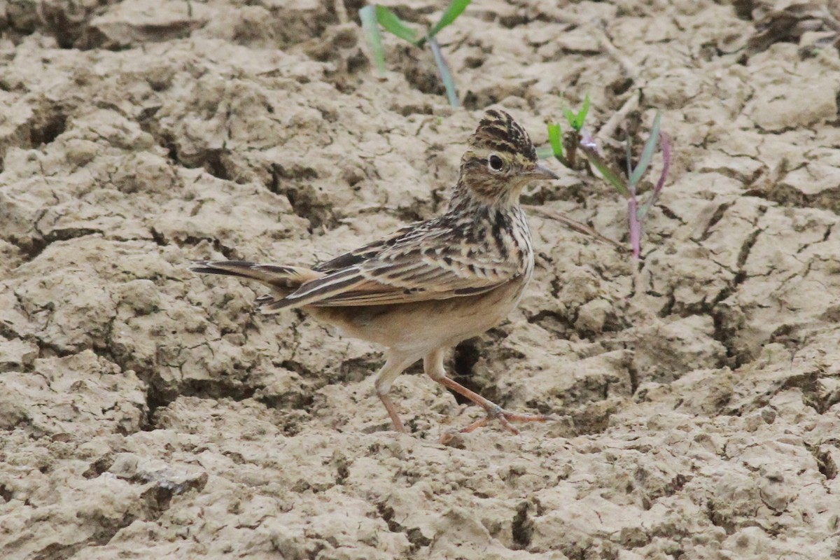 Oriental Skylark - ML116287771