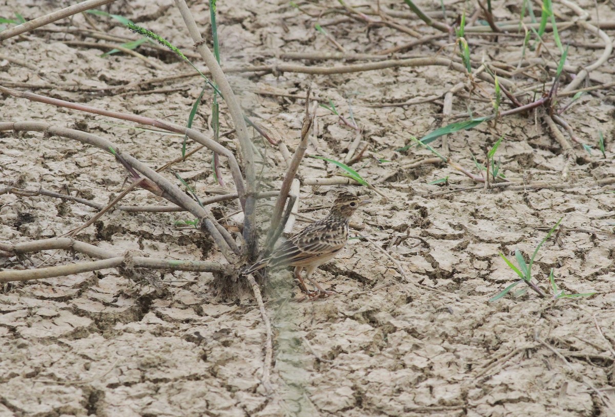 Oriental Skylark - ML116287781