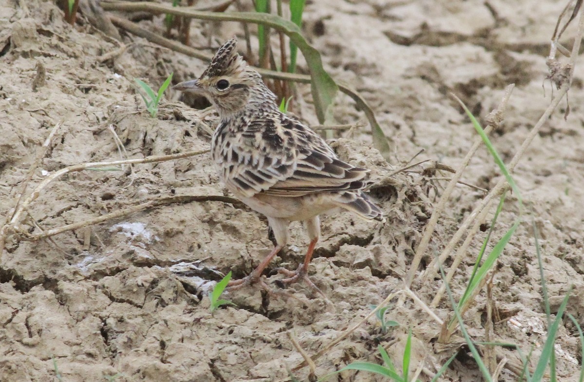 Oriental Skylark - ML116287791