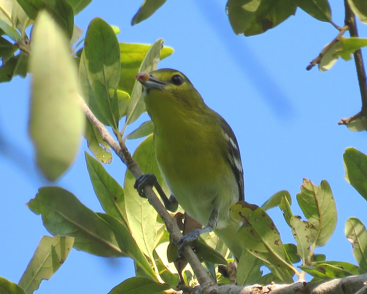 Yellow-throated Vireo - ML116289351