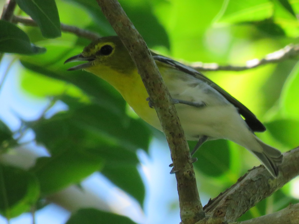 Yellow-throated Vireo - ML116289431