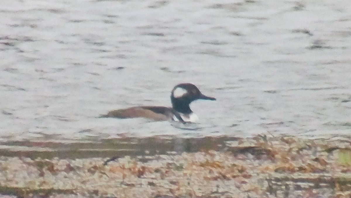 Hooded Merganser - ML116292931