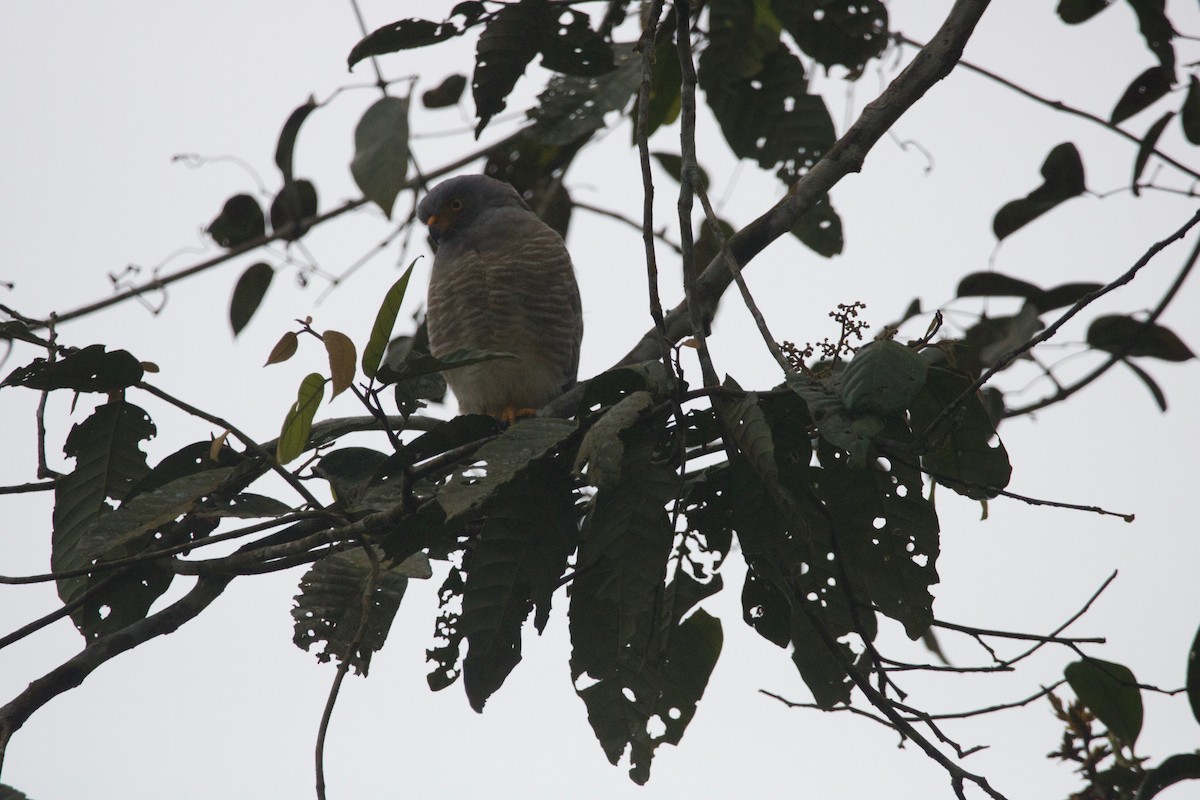 Roadside Hawk - ML116293921