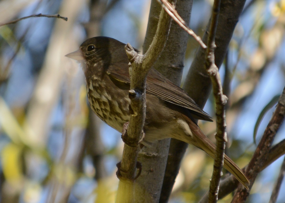 Fox Sparrow - ML116294791