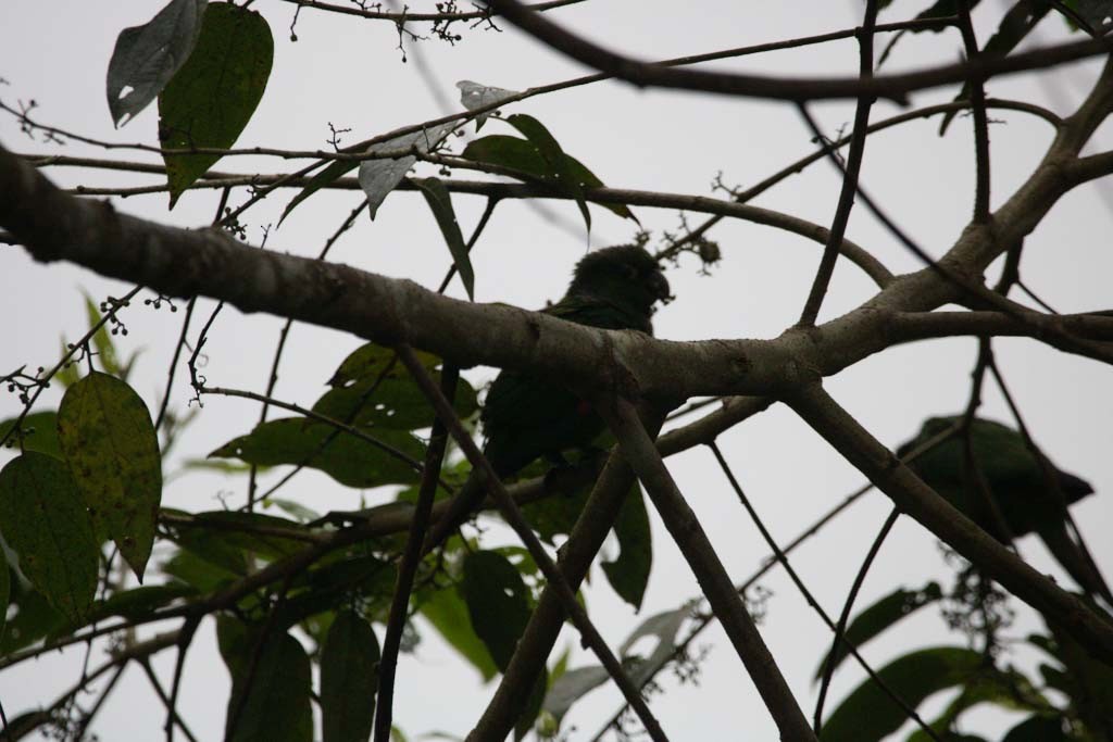 Maroon-tailed Parakeet - ML116294911