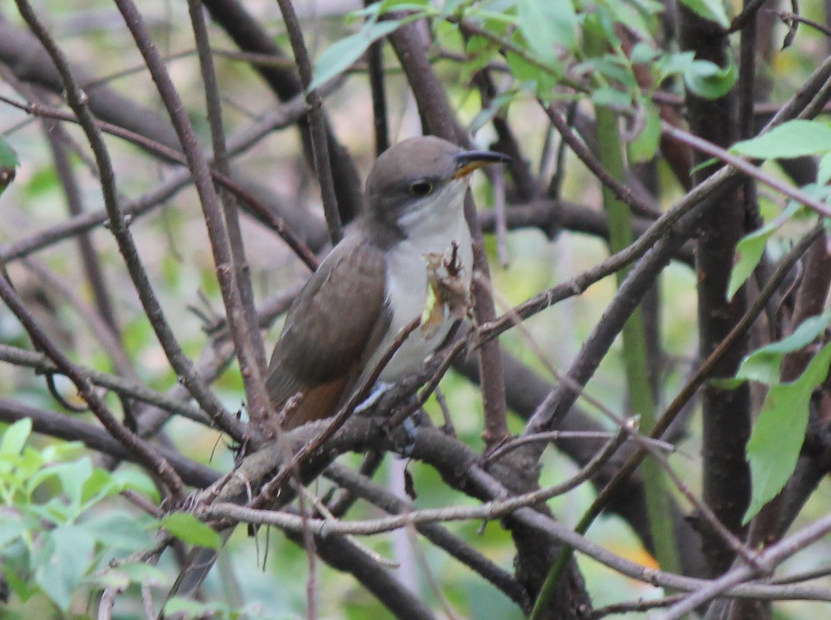 Yellow-billed Cuckoo - ML116295091