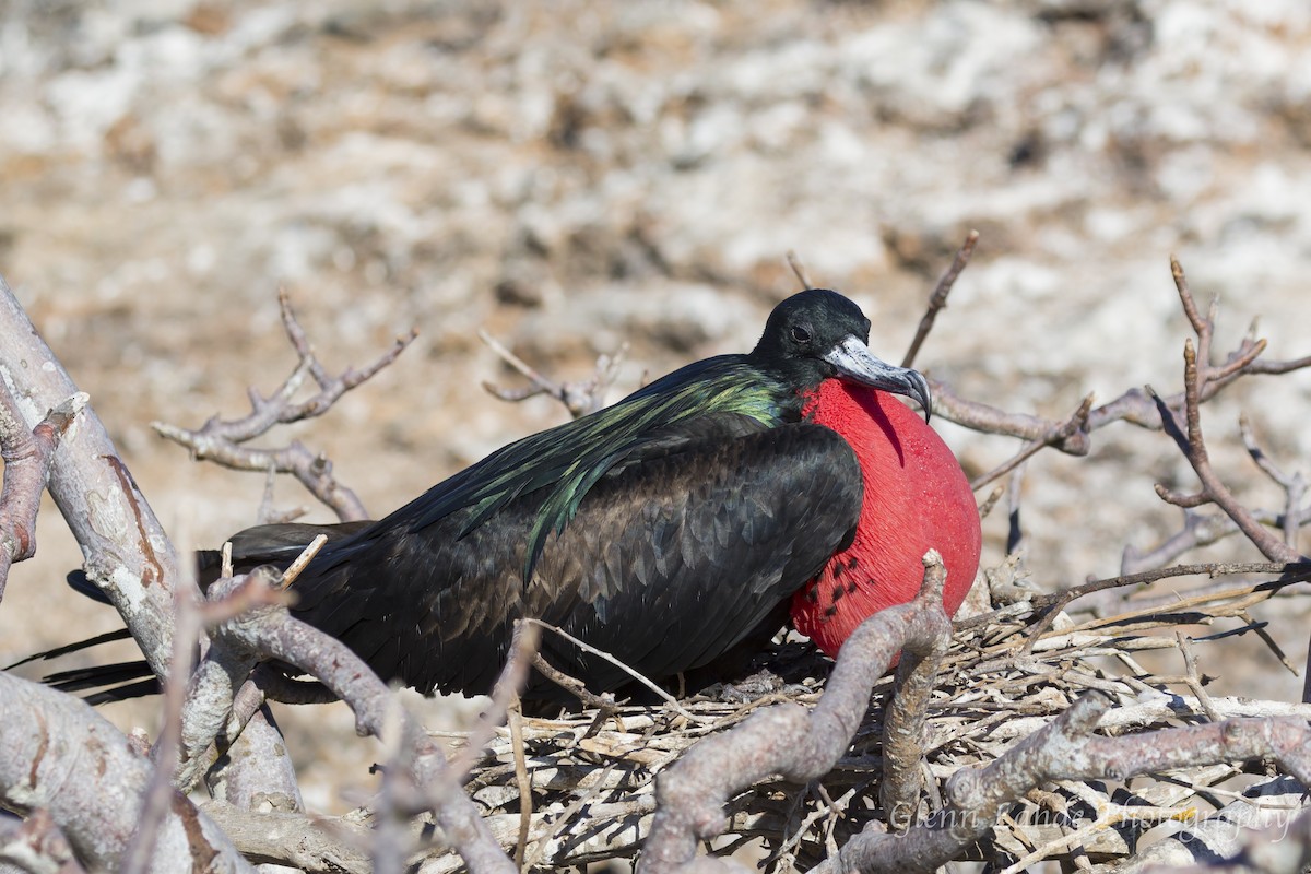 Bindenfregattvogel - ML116295571