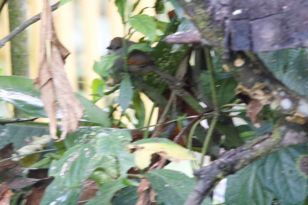 Slaty Spinetail - ML116295581