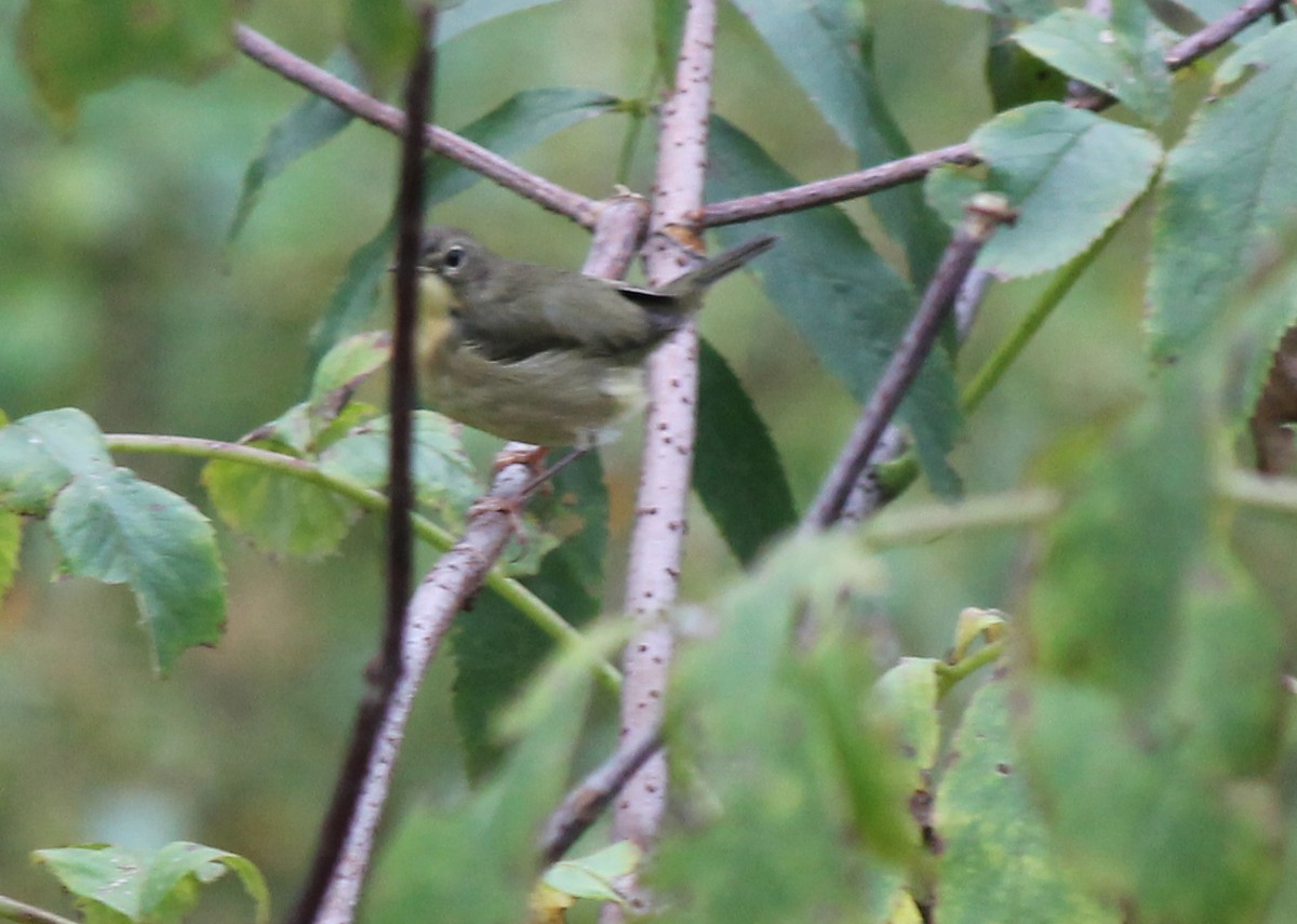 Common Yellowthroat - ML116295661