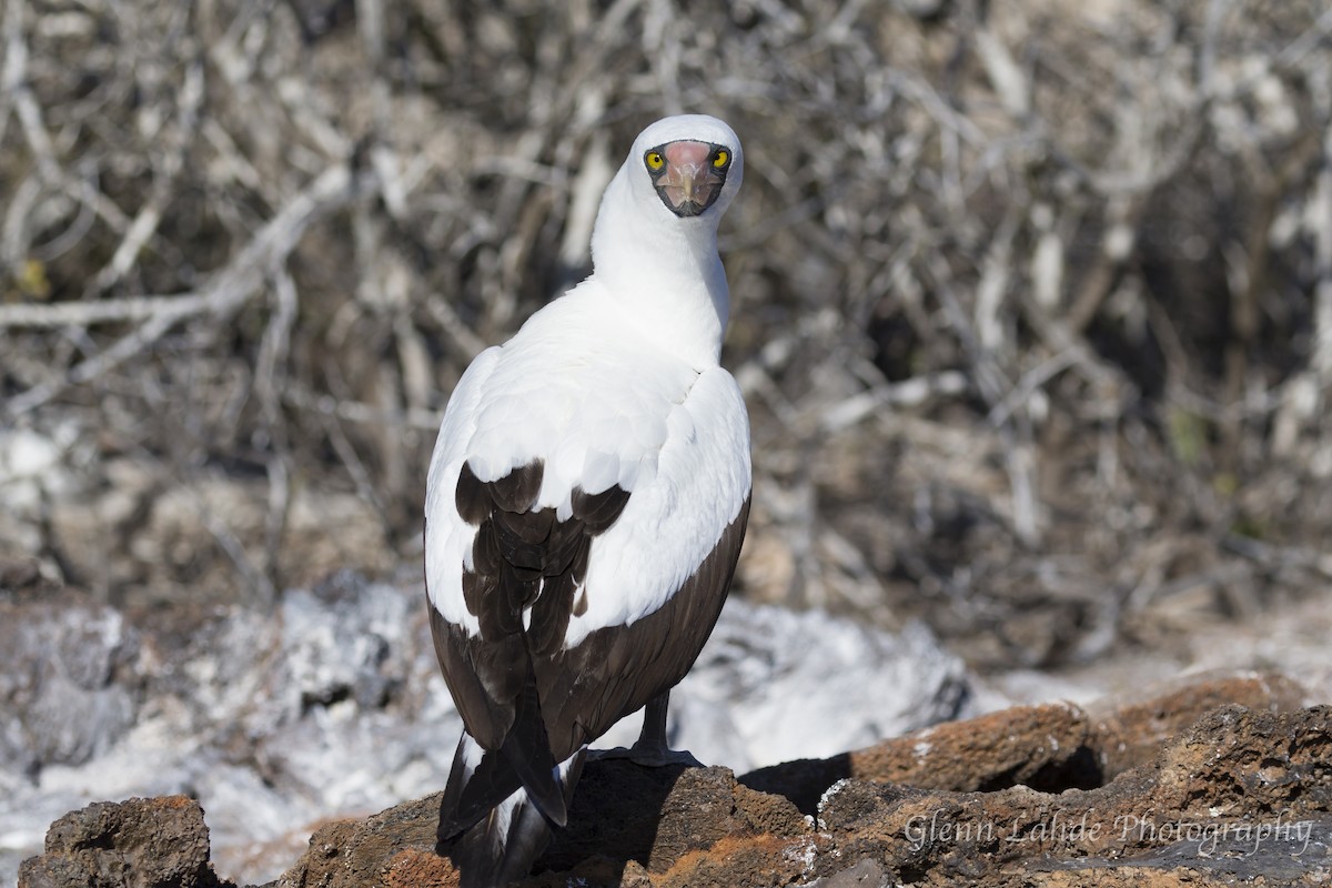 Nazcatölpel - ML116295691