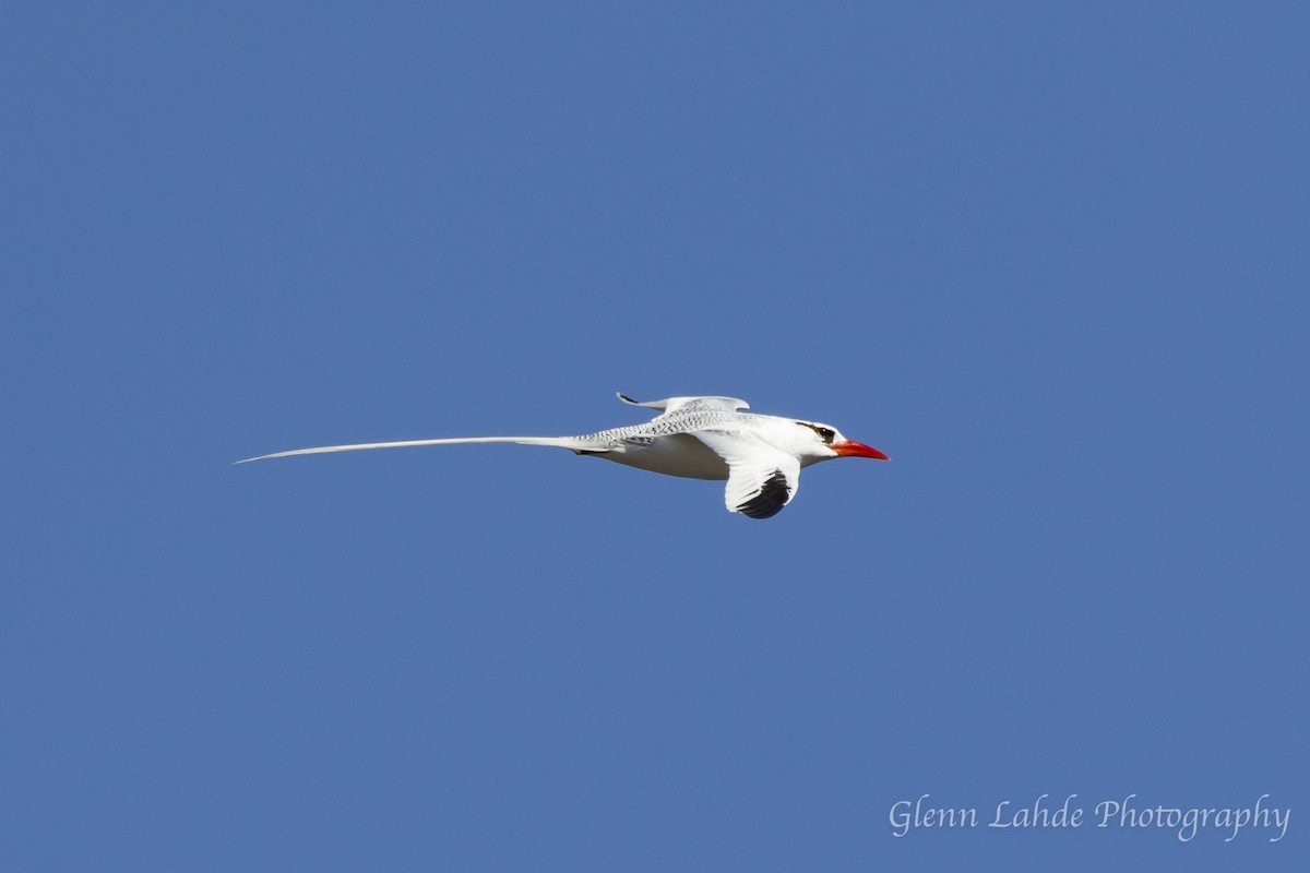 Red-billed Tropicbird - Glenn Lahde