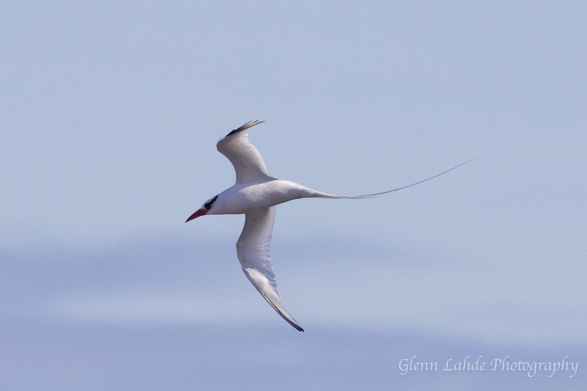 Rotschnabel-Tropikvogel - ML116295801