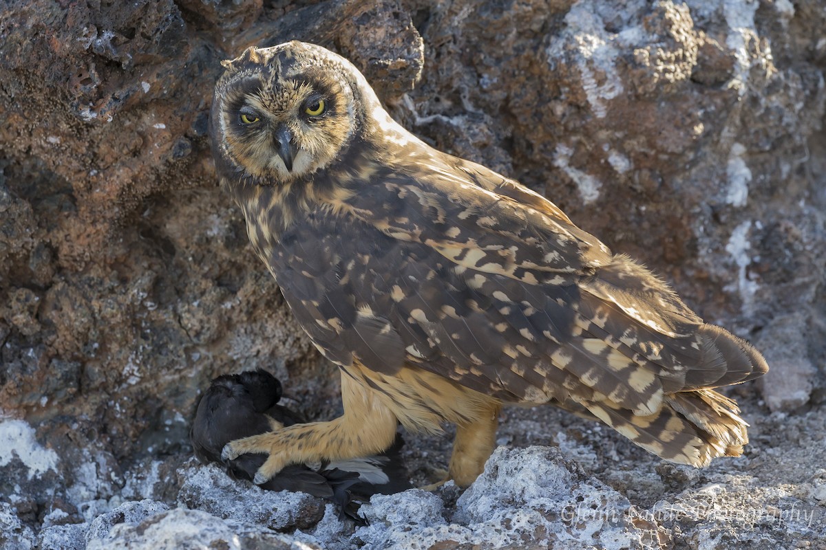 Short-eared Owl (Galapagos) - Glenn Lahde