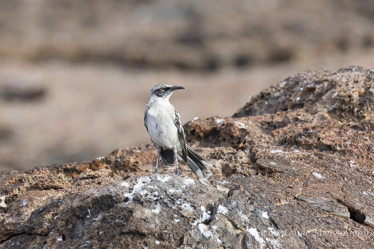 Galápagosspottdrossel - ML116296951