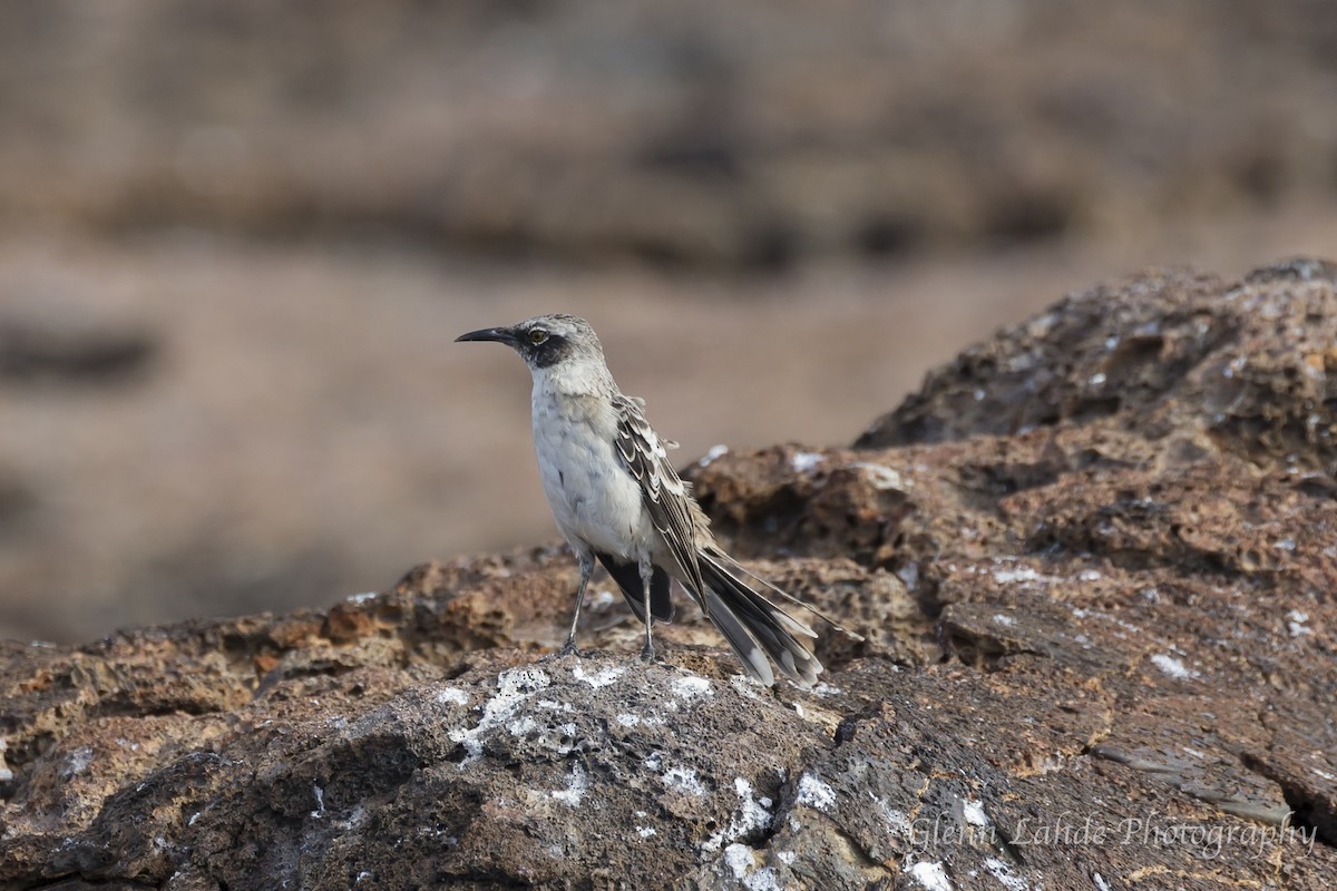 Galápagosspottdrossel - ML116296961