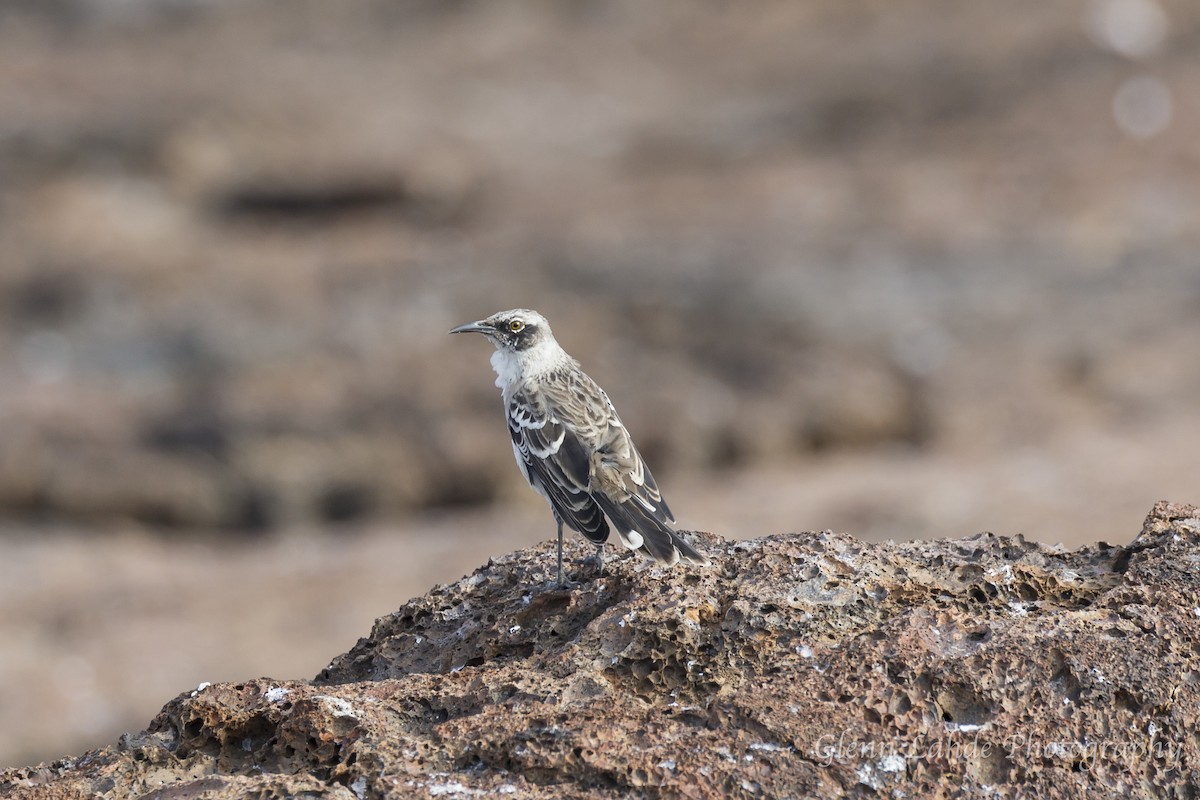 Galápagosspottdrossel - ML116296971