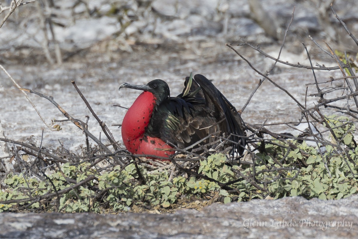 Bindenfregattvogel - ML116297121