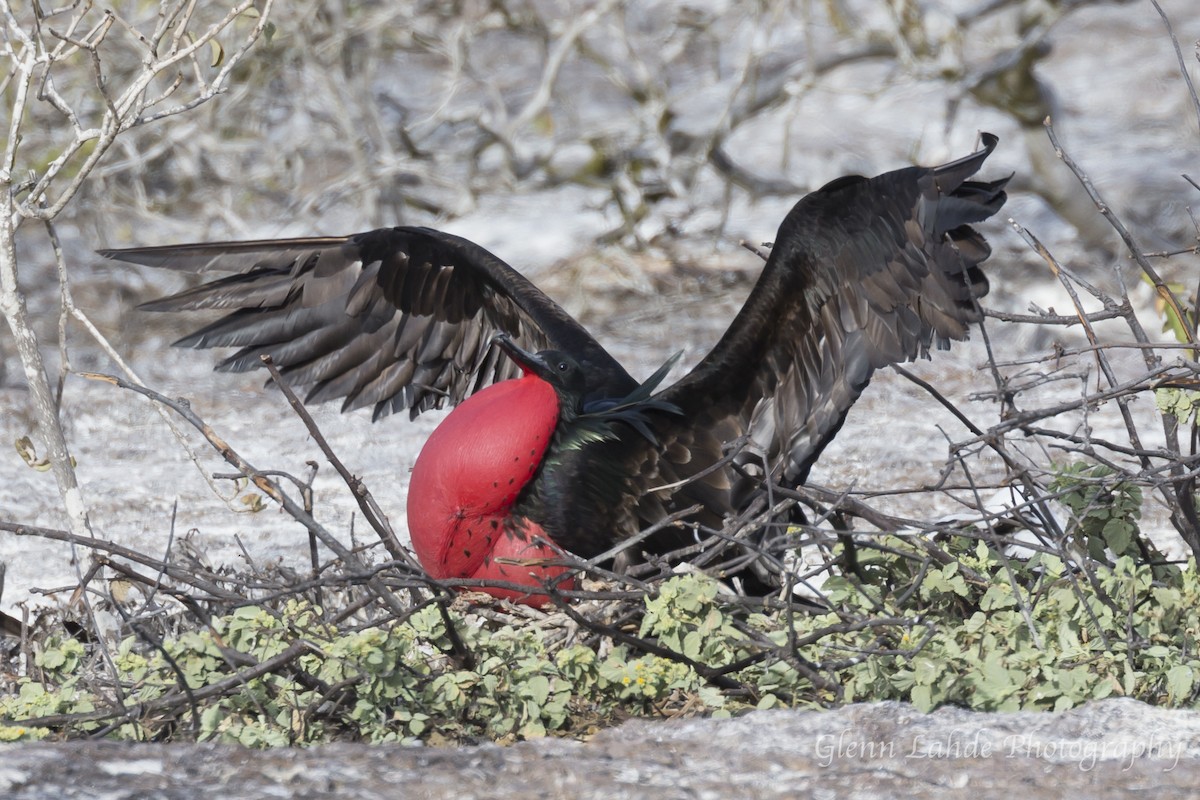 Bindenfregattvogel - ML116297131