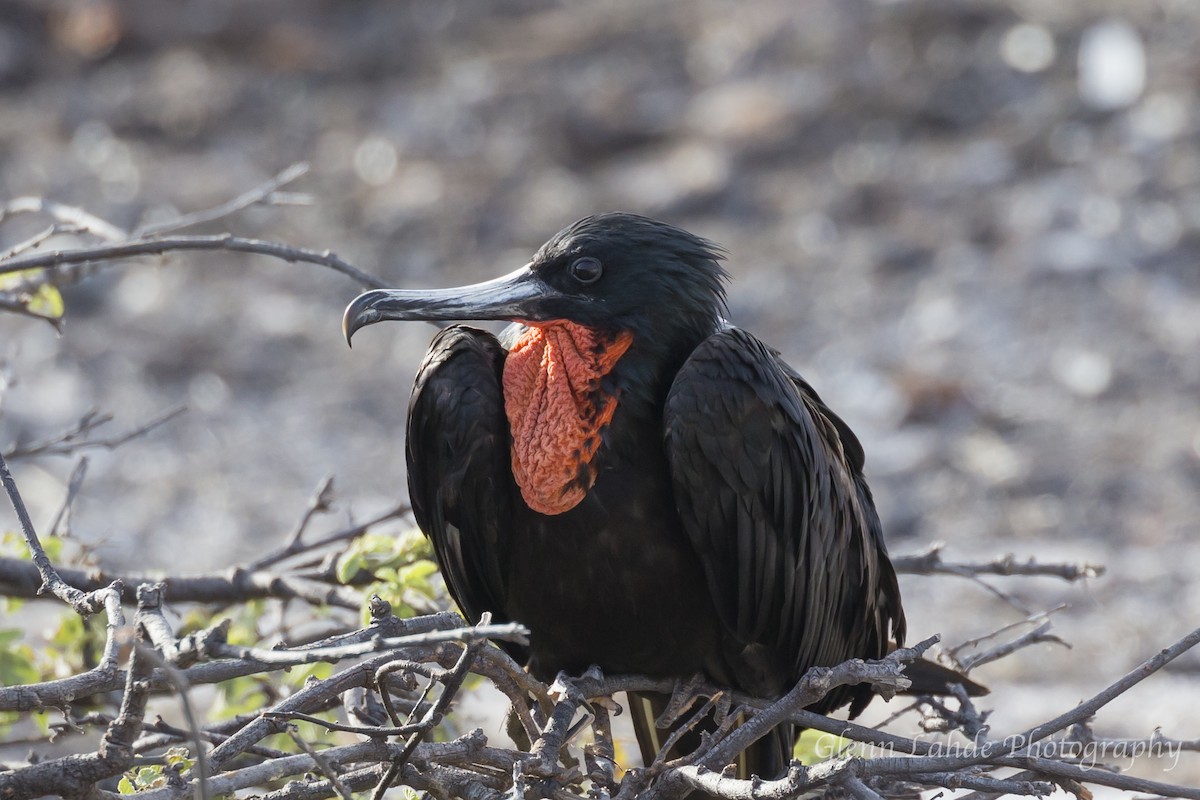 Bindenfregattvogel - ML116297141