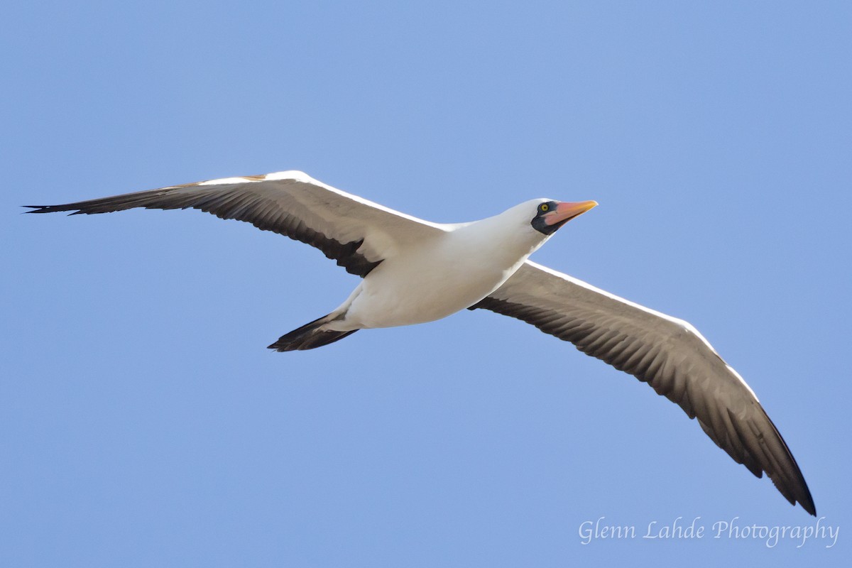 Nazcatölpel - ML116297291