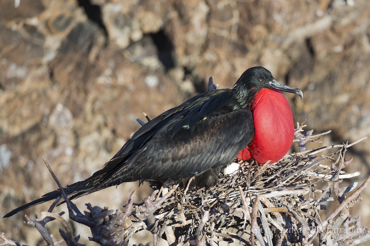 Bindenfregattvogel - ML116297411
