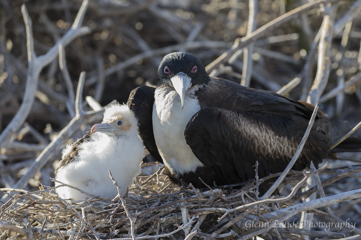 Bindenfregattvogel - ML116297531