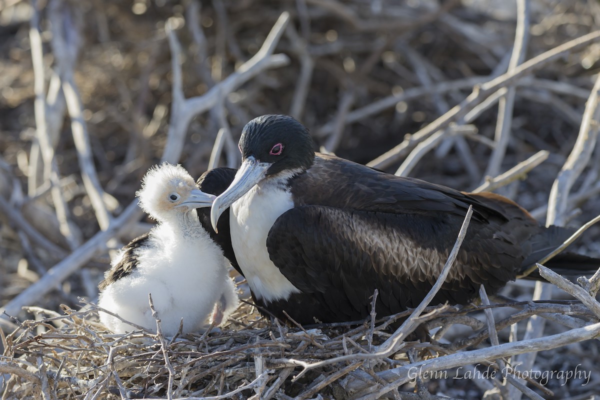 Bindenfregattvogel - ML116297561