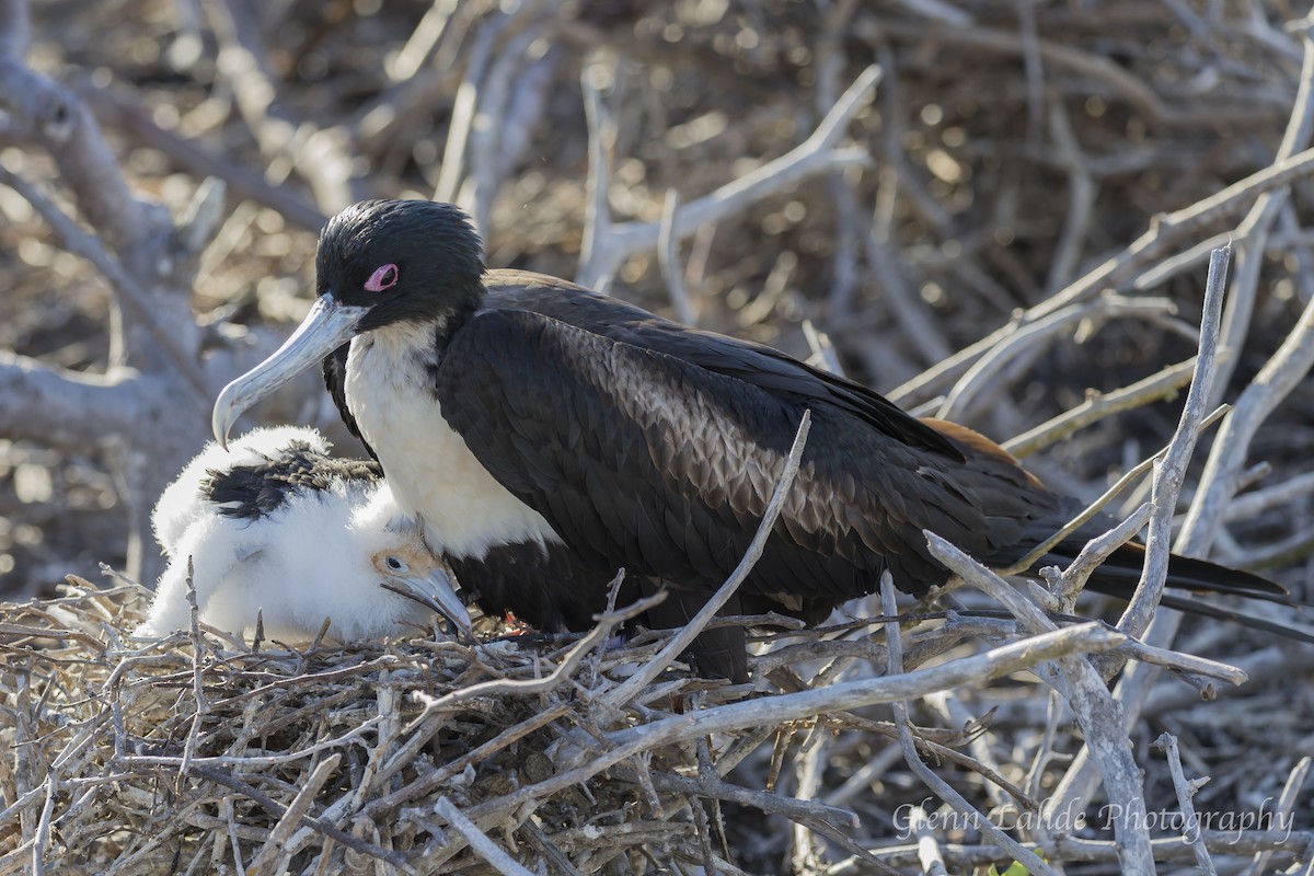 Great Frigatebird - Glenn Lahde