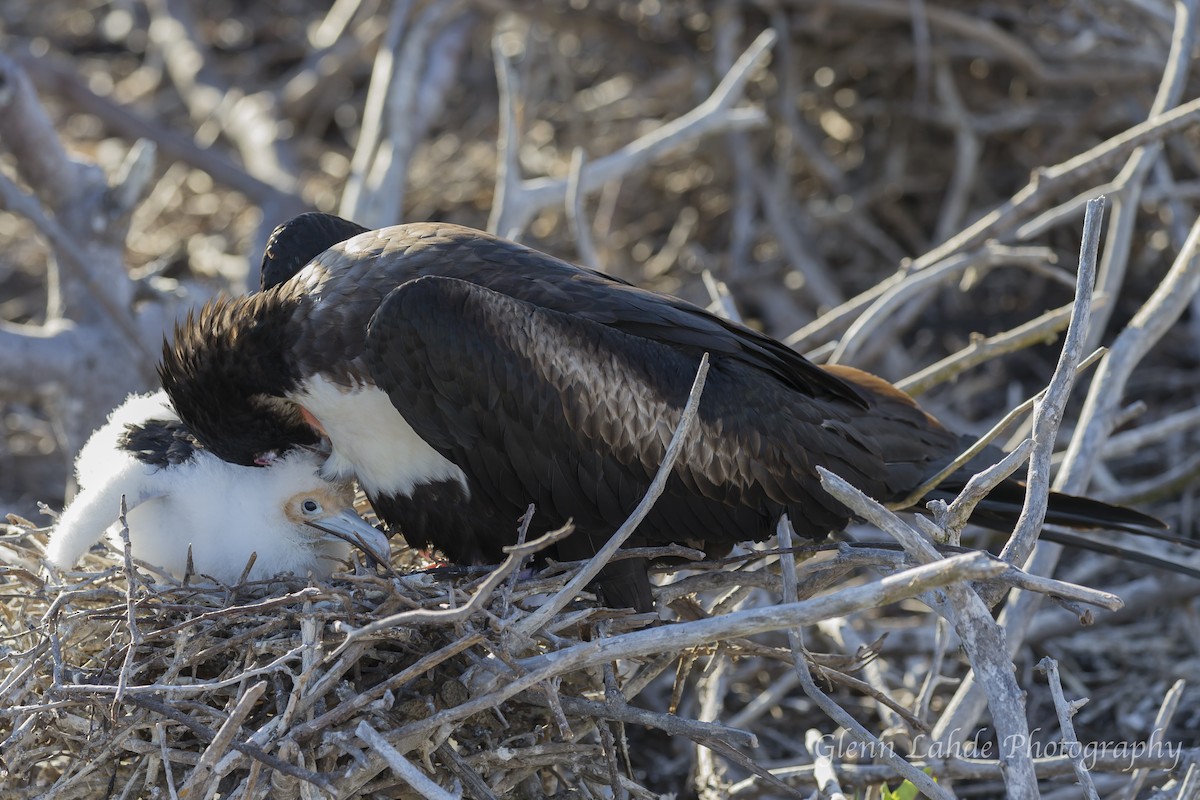 Bindenfregattvogel - ML116297601