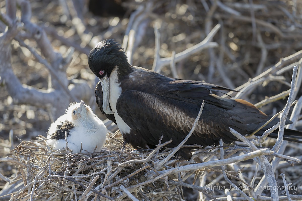 Bindenfregattvogel - ML116297621