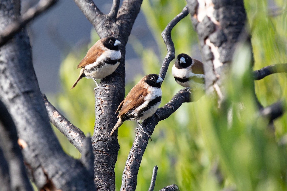 Alpine Munia - ML116302811