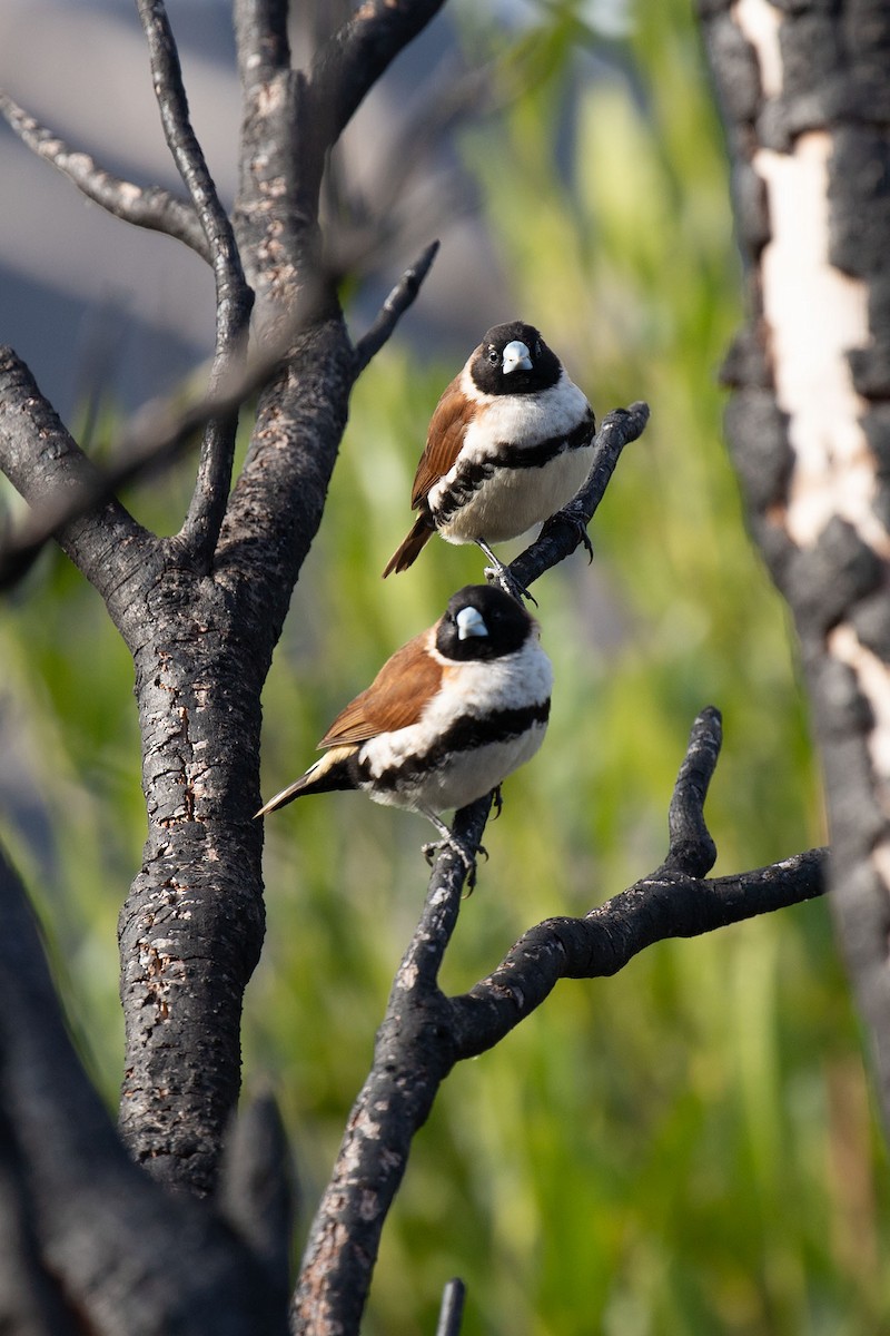 Alpine Munia - ML116302881