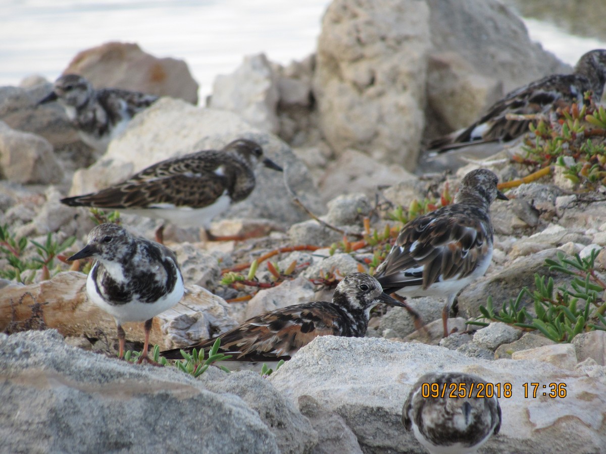 Ruddy Turnstone - ML116302931