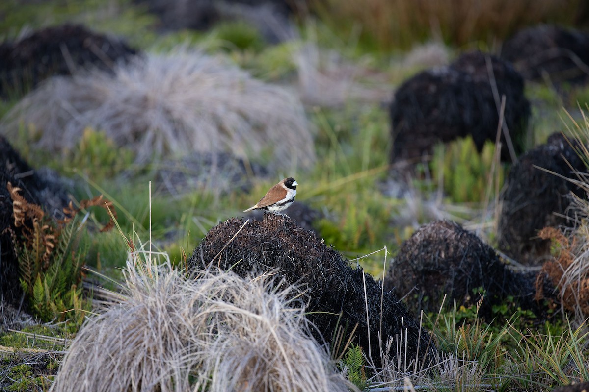 Alpine Munia - Kristof Zyskowski