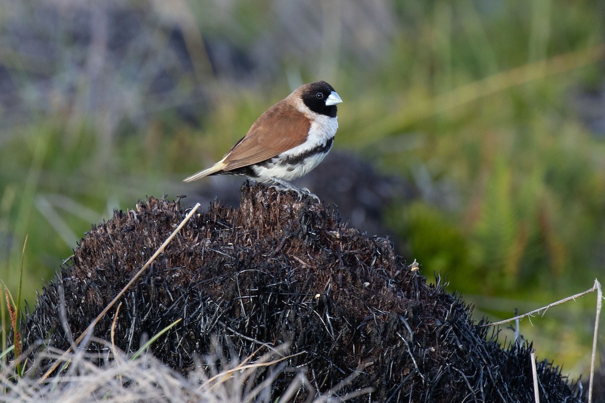 Alpine Munia - Kristof Zyskowski