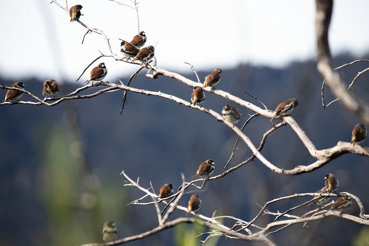 Alpine Munia - Kristof Zyskowski