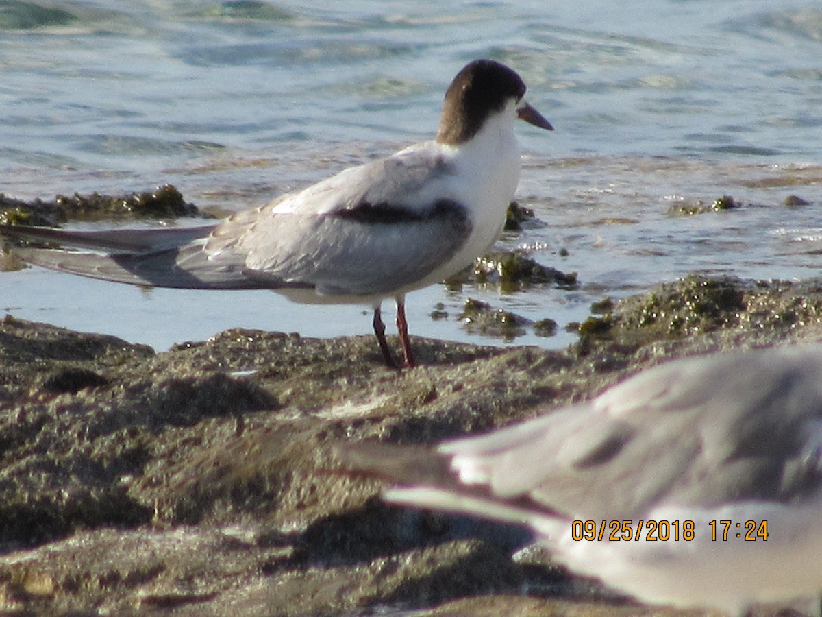 Common Tern - Vivian F. Moultrie